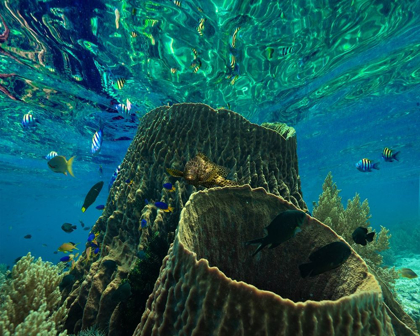 Picture of ROCKFISH AND CORAL-PANGLAO ISLAND-PHILIPPINES