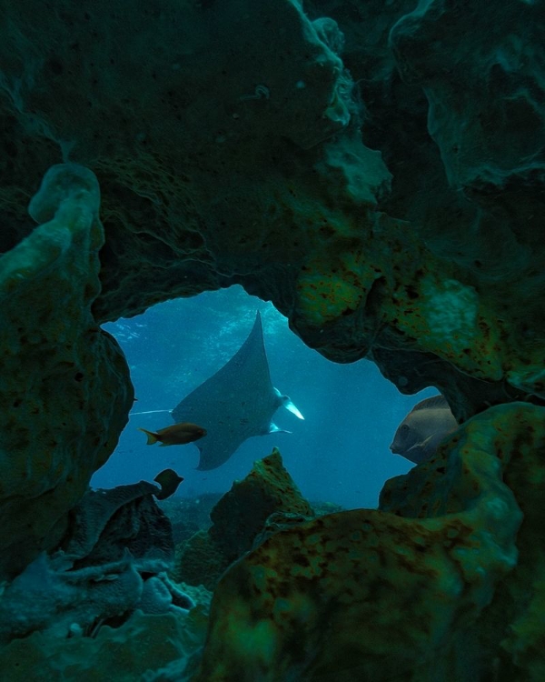 Picture of REEF MANTA RAY-PENIDA ISLAND-INDONESIA