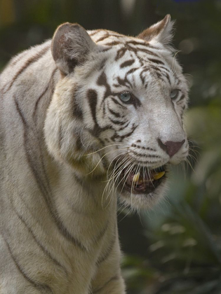 Picture of BENGAL TIGER WHITE SUBSPECIES