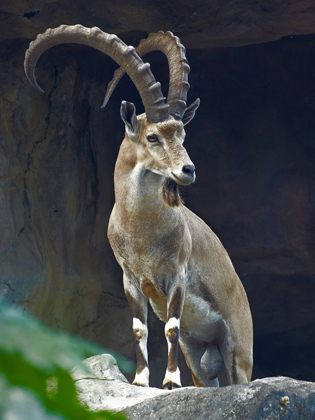 Picture of NUBIAN IBEX MALE