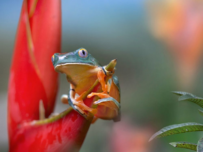 Picture of BARRED LEAF FROG