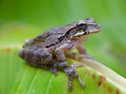 Picture of BAUDINS SMILISCA TREE FROG