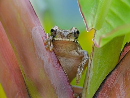 Picture of BAUDINS SMILISCA TREE FROG