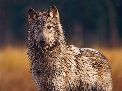 Picture of GRAY WOLF