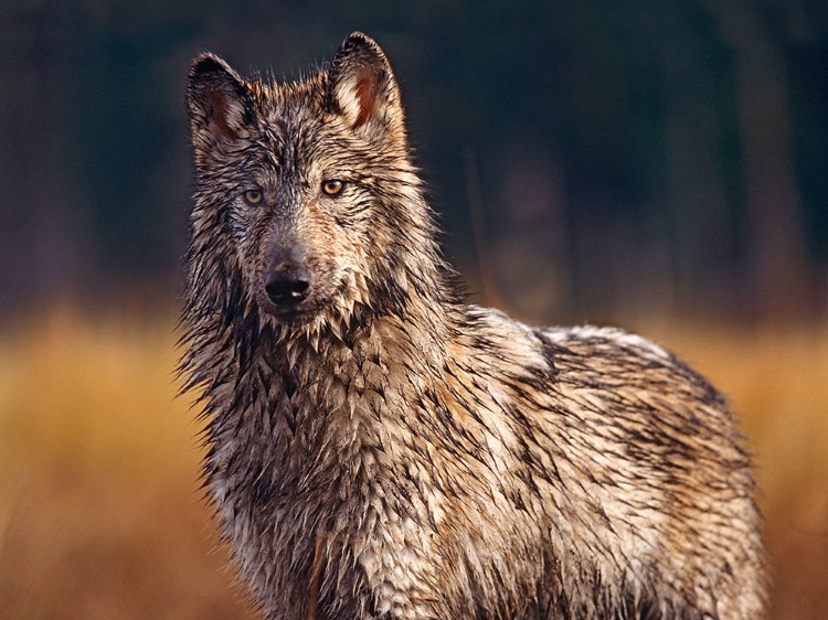 Picture of GRAY WOLF