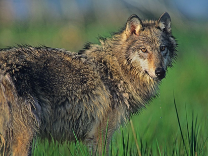 Picture of GRAY WOLF IN MARSH