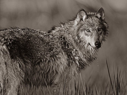 Picture of GRAY WOLF IN MARSH SEPIA