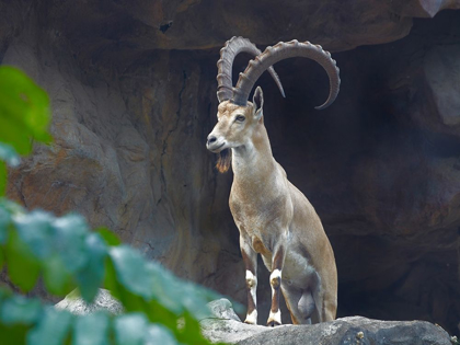 Picture of NUBIAN IBEX