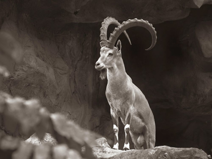 Picture of NUBIAN IBEX SEPIA