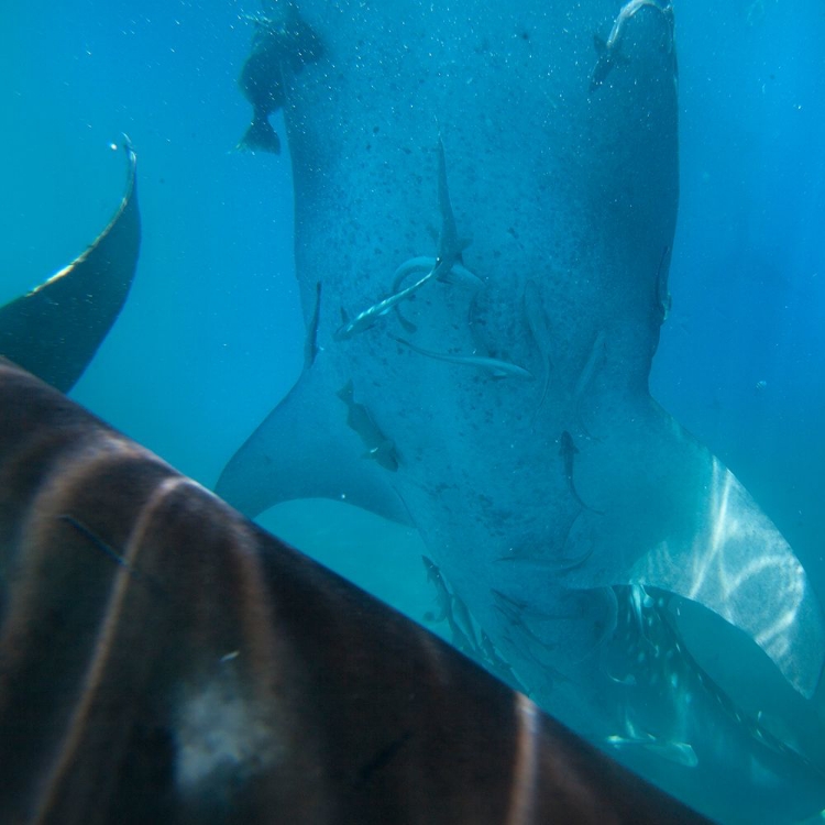 Picture of WHALE SHARK AT OSLOB WHALE SHARK SANCTUARY-CEBU-PHILIPPINES