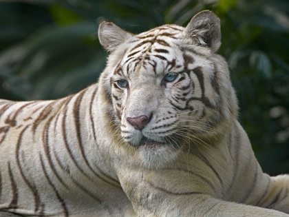Picture of BENGAL TIGER WHITE SUBSPECIES