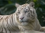 Picture of BENGAL TIGER WHITE SUBSPECIES