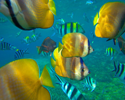 Picture of BLACKLIP BUTTERFLYFISH-PARROTFISH-SERGEANT MAJOR FISH-NEGROS ORIENTAL-PHILIPPINES