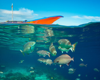 Picture of RUDDER FISH-NEGROS ORIENTAL-PHILIPPINES