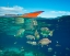 Picture of RUDDER FISH-NEGROS ORIENTAL-PHILIPPINES