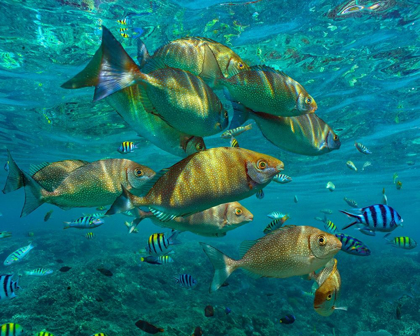 Picture of RUDDER FISH-NEGROS ORIENTAL-PHILIPPINES