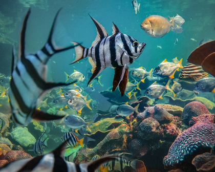 Picture of OLD WIVES FISH AND FUSILIERS-PERTH AQUARIUM-AUSTRALIA