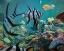 Picture of OLD WIVES FISH AND FUSILIERS-PERTH AQUARIUM-AUSTRALIA