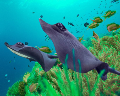 Picture of BLUE SKATES-BALICASAG ISLAND-PHILIPPINES