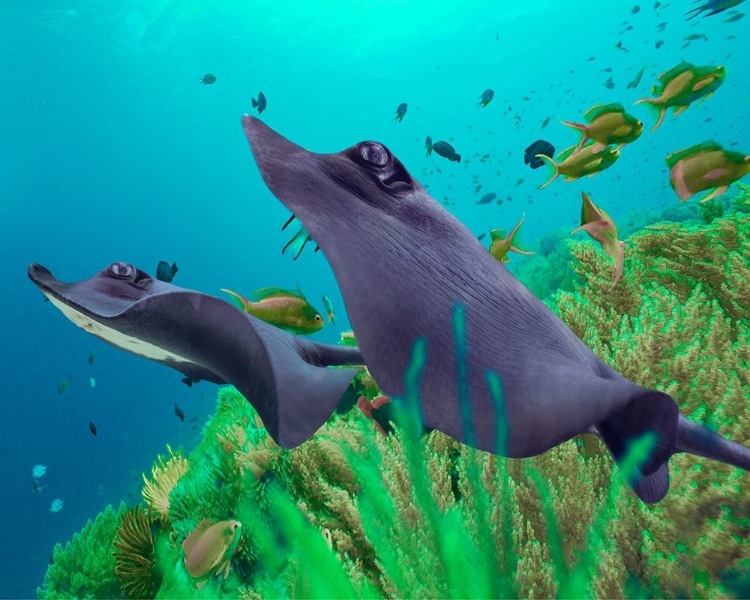 Picture of BLUE SKATES-BALICASAG ISLAND-PHILIPPINES