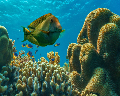 Picture of TANG FISH AND BRAIN CORAL-BOHOL PHILIPPINES