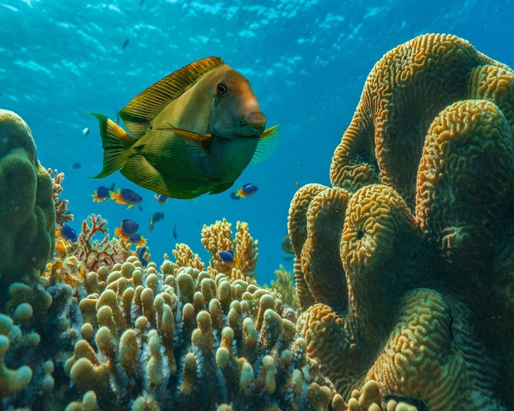 Picture of TANG FISH AND BRAIN CORAL-BOHOL PHILIPPINES