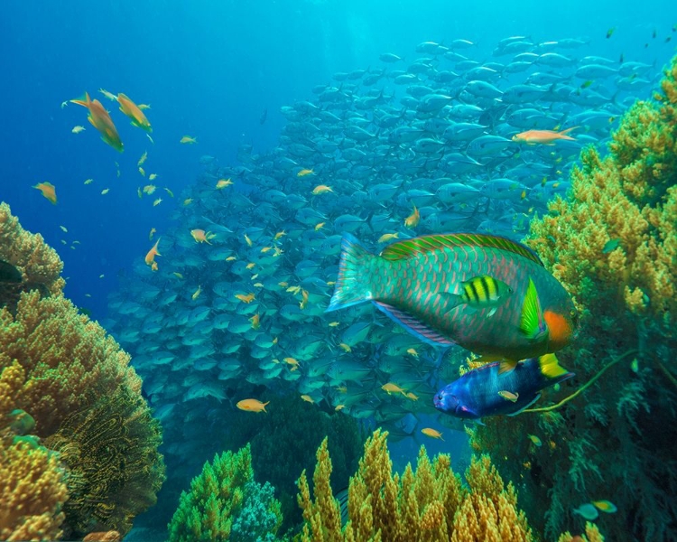 Picture of JACKFISH-MOON WRASSE-PARROT FISH-BALICASAG ISLAND-PHILIPPINES