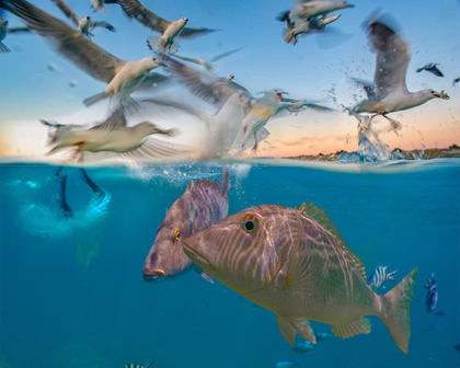 Picture of SNAPPER AND GULLS-CORAL COAST-WESTERN AUSTRALIA