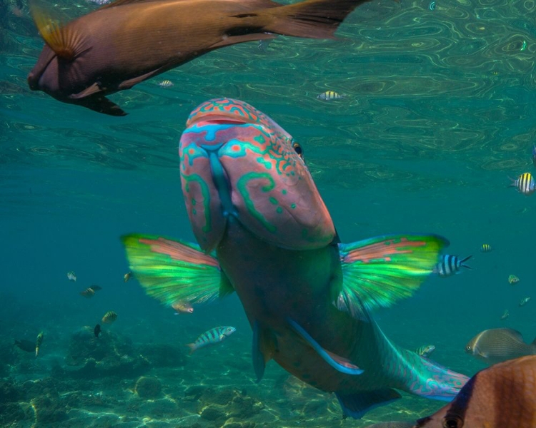 Picture of PARROT FISH-NEGROS ORIENTAL-PHILIPPINES