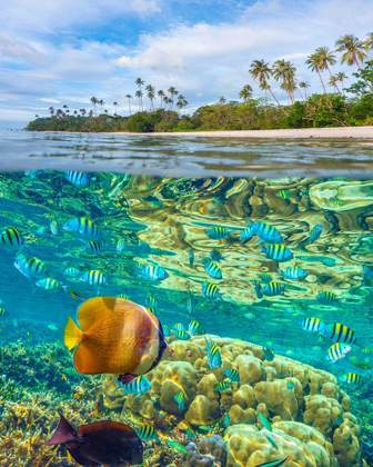 Picture of CORAL AND BUTTERFLY FISH AT CADLAO ISLAND-PALAWAN-PHILIPPINES