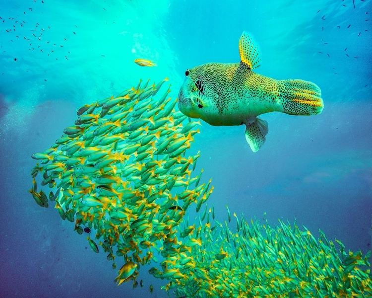 Picture of PUFFER FISH AND YELLOW SNAPPER-MINILOC ISLAND-PALAWAN-PHILIPPINES