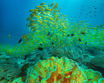 Picture of YELLOW SNAPPER SCHOOL ABOVE CORAL-MINILOC ISLAND-PALAWAN-PHILIPPINES