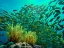 Picture of YELLOW SNAPPER SCHOOL ABOVE CORAL-MINILOC ISLAND-PALAWAN-PHILIPPINES