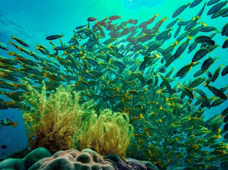 Picture of YELLOW SNAPPER SCHOOL ABOVE CORAL-MINILOC ISLAND-PALAWAN-PHILIPPINES