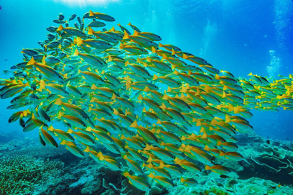 Picture of YELLOW SNAPPER SCHOOL-MINILOC ISLAND-PALAWAN-PHILIPPINES