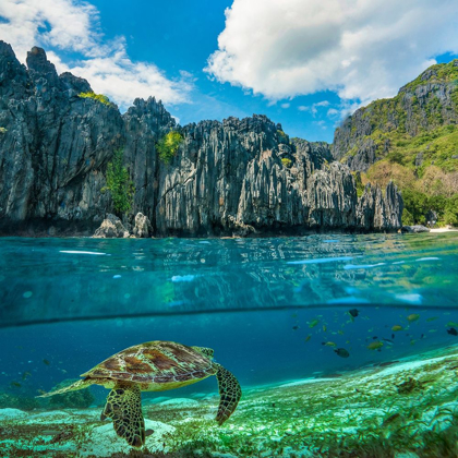 Picture of GREEN SEA TURTLE AND SHARST CLIFFS NEAR SECRET LAGOON-PALAWAN-PHILIPPINES