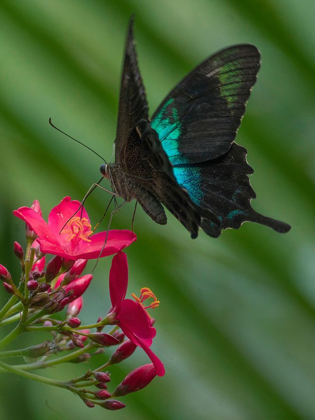 Picture of PAPILIO PRANTHUS BUTTERFLY-INDONESIA