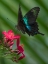 Picture of PAPILIO PRANTHUS BUTTERFLY-INDONESIA