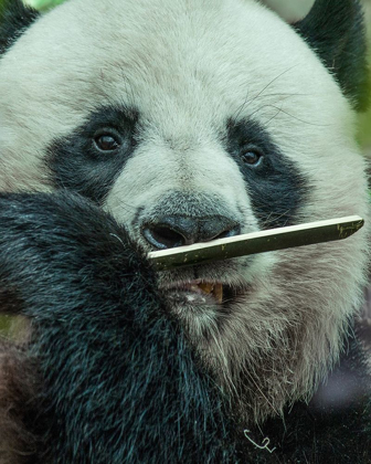 Picture of PANDA EATING BAMBOO