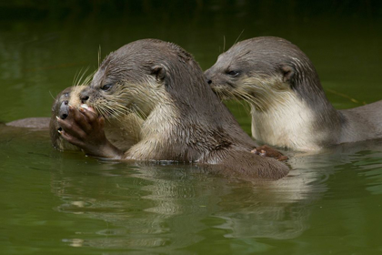 Picture of ASIATIC OTTERS-SABAH-MALAYASIA