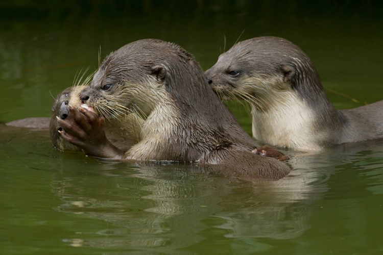 Picture of ASIATIC OTTERS-SABAH-MALAYASIA