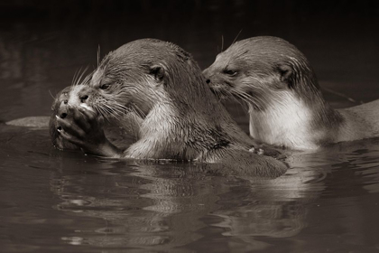 Picture of ASIATIC OTTERS-SABAH-MALAYASIA SEPIA