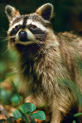 Picture of RACCOON