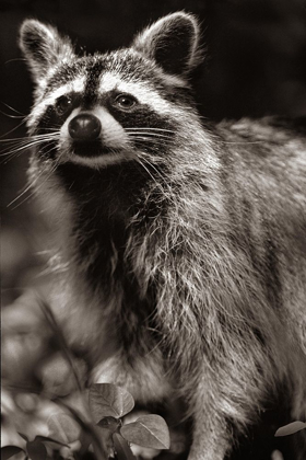 Picture of RACCOON SEPIA