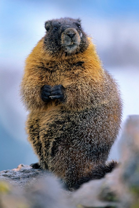Picture of YELLOW-BELLIED MARMOT