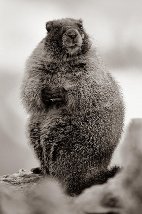 Picture of YELLOW-BELLIED MARMOT SEPIA