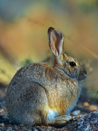 Picture of DESERT COTTONTAIL