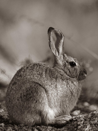 Picture of DESERT COTTONTAIL SEPIA