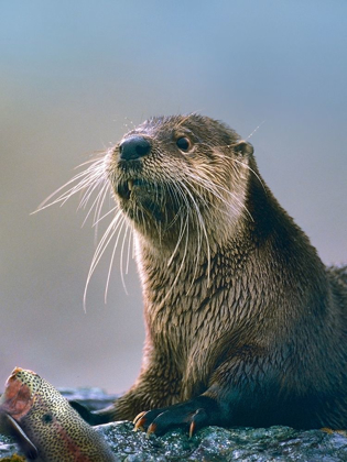 Picture of RIVER OTTER WITH FISH