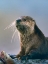 Picture of RIVER OTTER WITH FISH